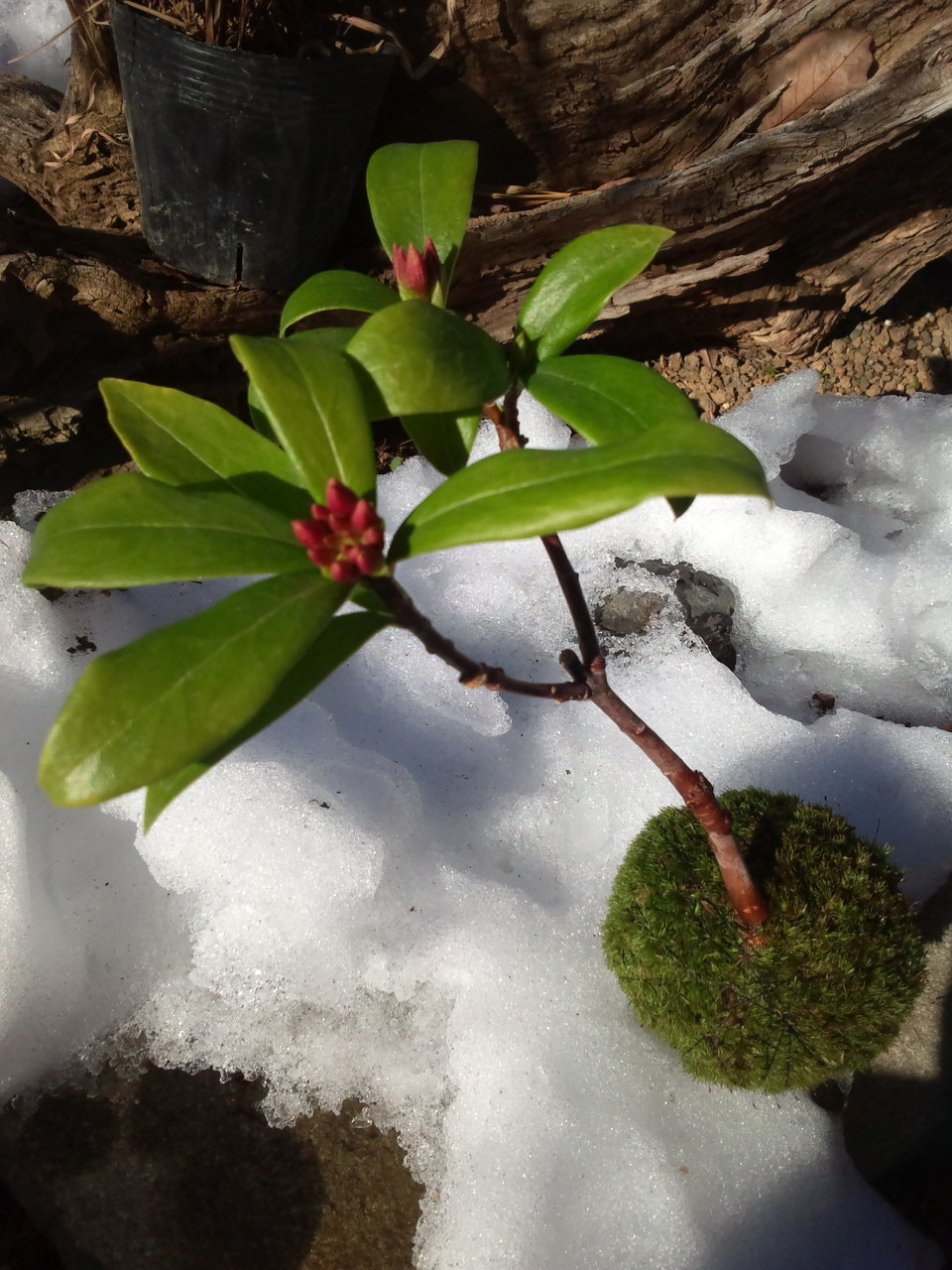 ツルウメモドキの苔玉 ツルウメモドキ こけだま インテリア コケ玉 夏 山野草 敬老の日 涼しい 緑 苔玉 観葉植物 21最新作 苔玉