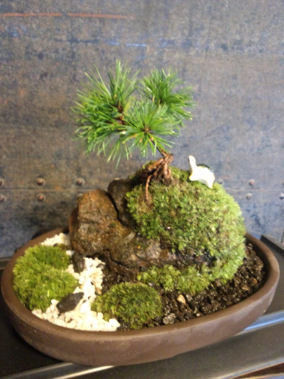 苔玉教室でのお客様の作品 12月 苔玉工房 風花 苔玉教室でのお客様の作品 12月 苔玉工房 風花
