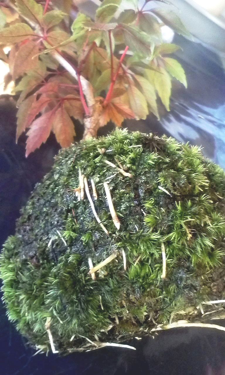 根が飛び出した苔玉の手入れ 苔玉工房 風花
