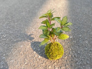 ヤブコウジのコケダマ