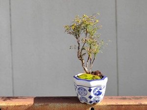 南天のコケ盆栽