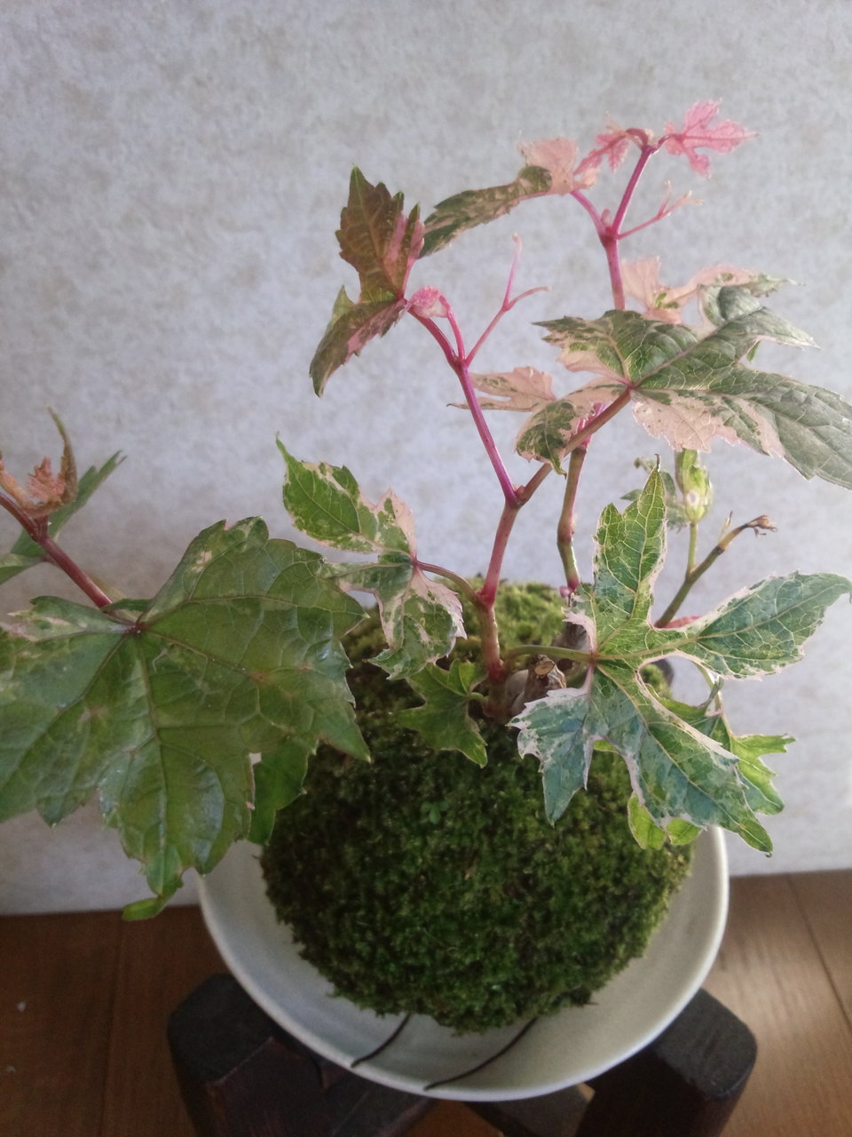 苔玉の水管理 苔玉工房 風花 苔玉の水管理 苔玉工房 風花