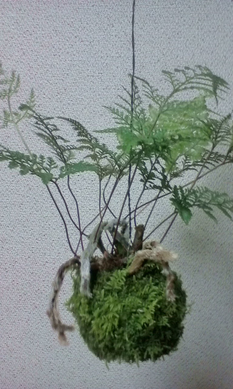 風に揺れる苔玉 苔玉工房 風花 風に揺れる苔玉 苔玉工房 風花