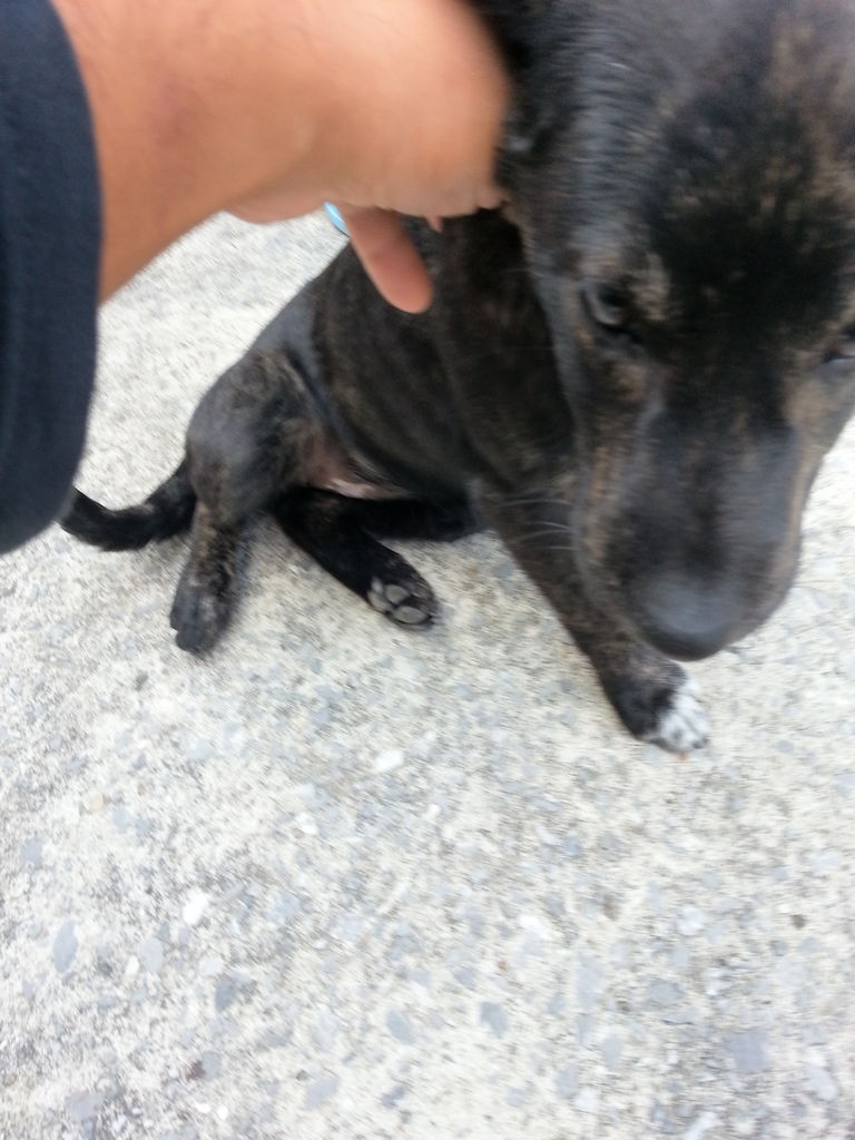 Surfisland種子島 種子島 宿泊 島宿 ｈｏｐｅ