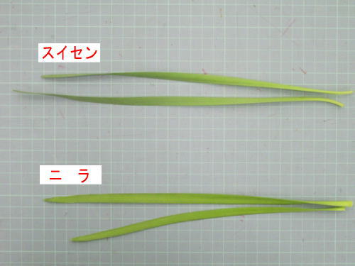 北海道 ニラと誤りスイセン食べた６０代男性死亡 これはわからん W ポケモンgoヤバイ速報