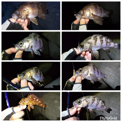 PhotoGrid_1554276343252