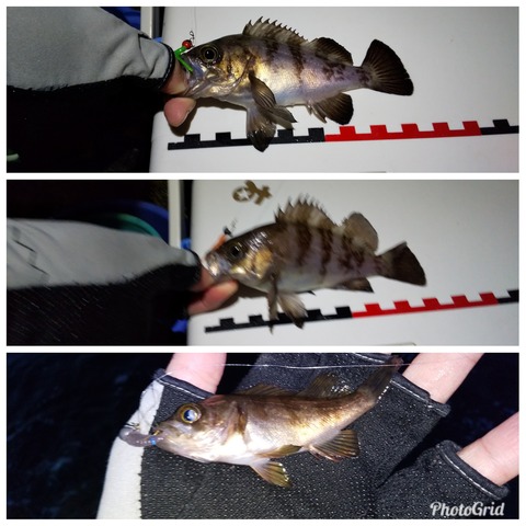 PhotoGrid_1553642725791