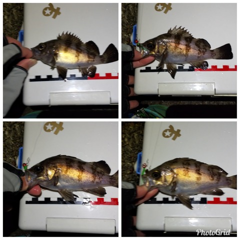 PhotoGrid_1553365622225