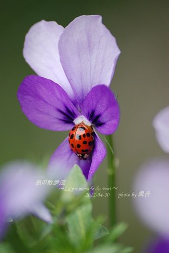 イメージ 7