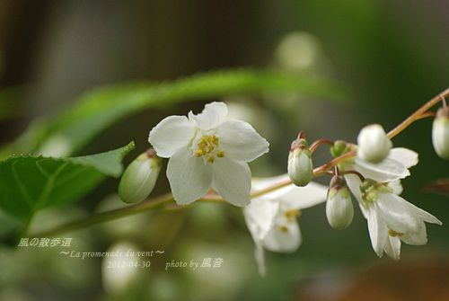 イメージ 4