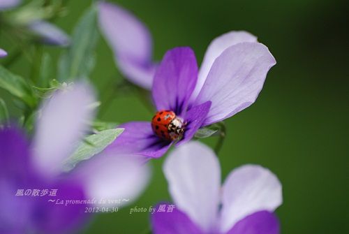 イメージ 6