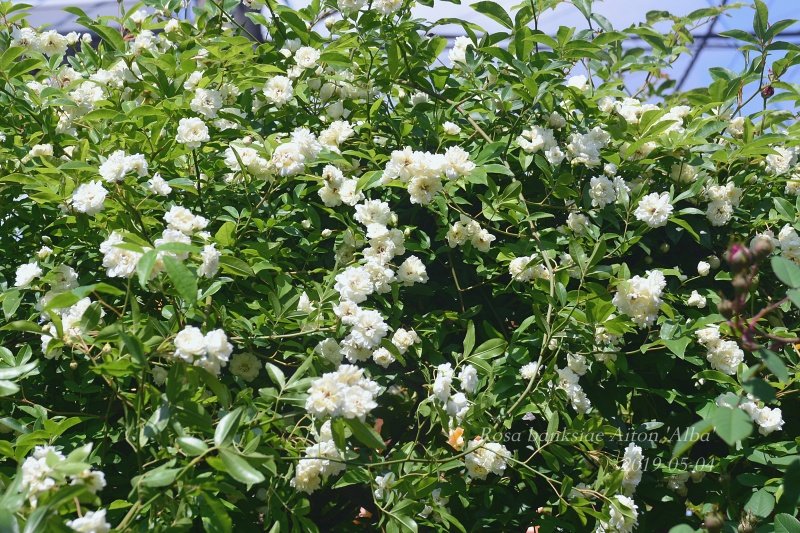 2019 白モッコウバラ : 風の散歩道/：風がそよ〜っと吹いた♪