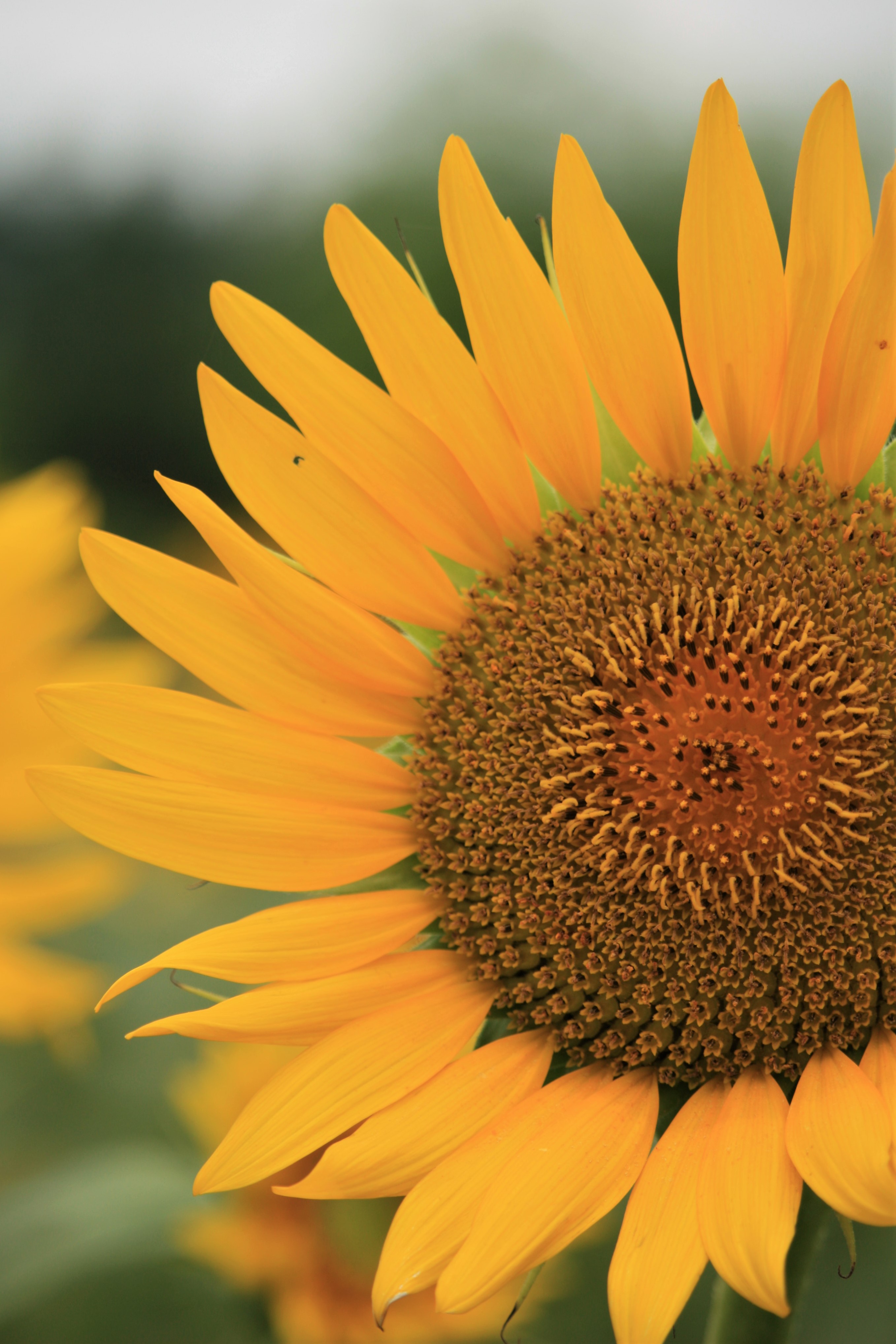 ひまわり ふぁ ふぁ