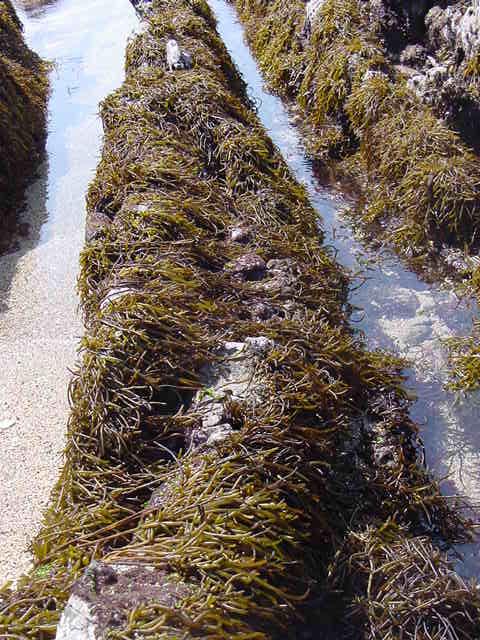 海に生えているひじき かぜの部屋 海に生えているひじき かぜの部屋