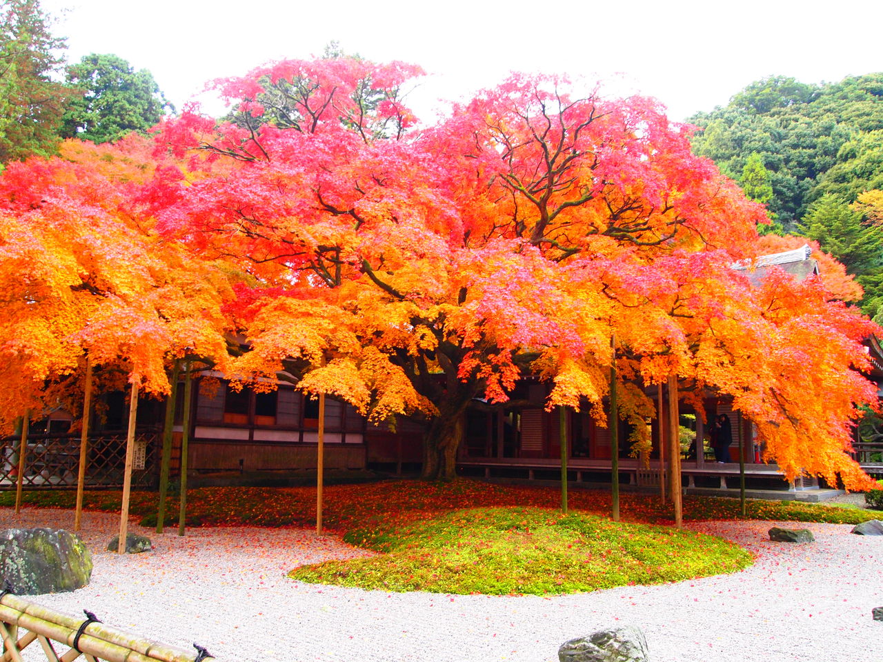 紅葉を追って 雷山千如寺 雷山神社 白糸の滝 風に吹かれて 気ままな日記 紅葉を追って 雷山千如寺 雷山神社 白糸の滝 風に吹かれて 気ままな日記