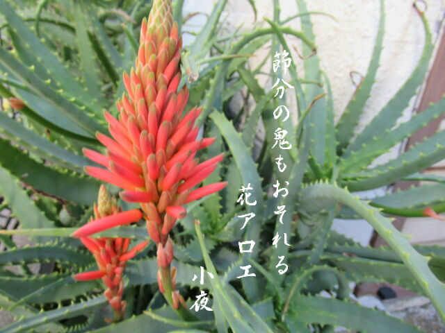 アロエの花で 小夜風衣 五七五ブログ アロエの花で 小夜風衣 五七五ブログ