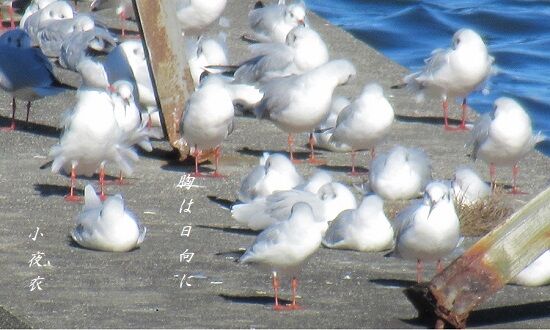 １１月都鳥