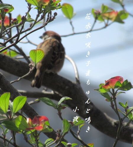 小夜衣 (五七五ブログ) : ハナミズキに子雀
