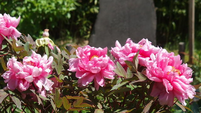 ぼたん 牡丹 花信風 季節からのたより