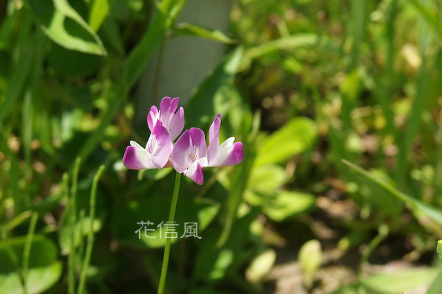 蓮華草 れんげそう 花信風 季節からのたより