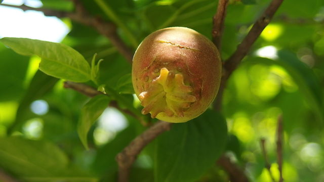素心蝋梅の実 花信風 季節からのたより 素心蝋梅の実 花信風 季節からのたより