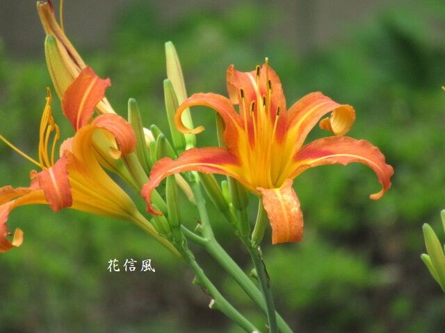 のかんぞう 野萱草 花信風 季節からのたより のかんぞう 野萱草 花信風 季節からのたより