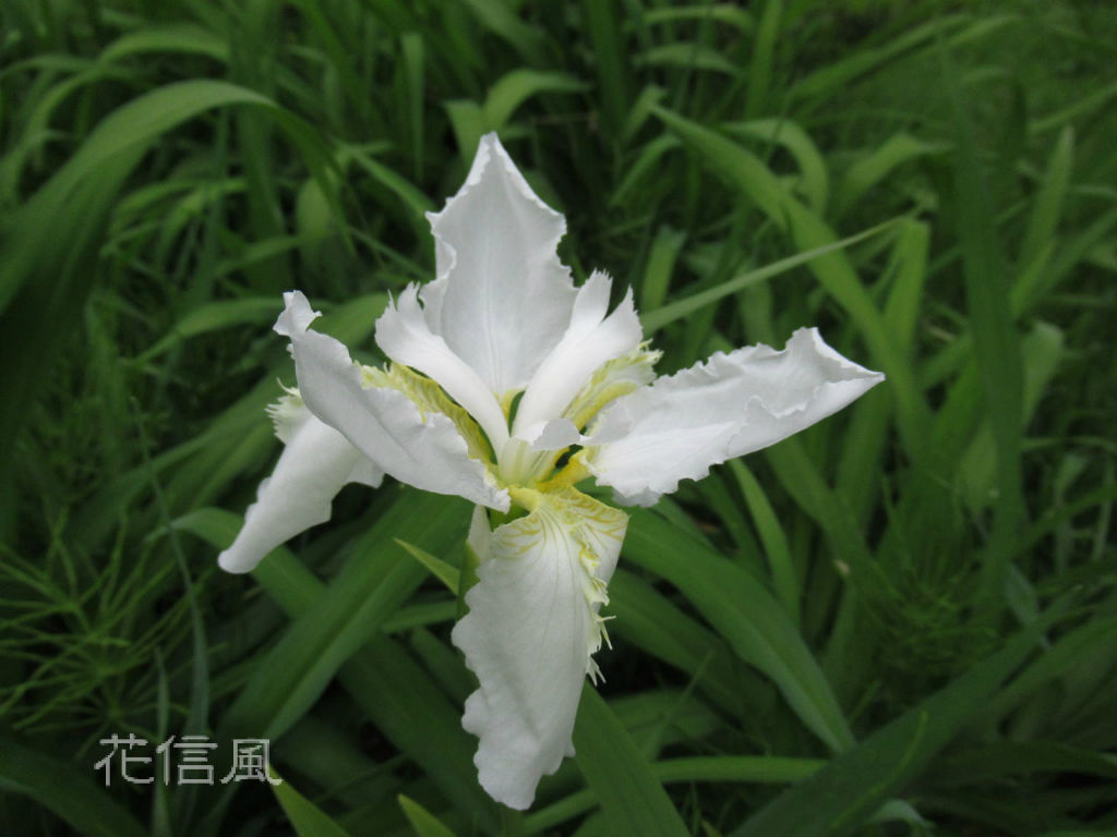 いちはつ 一八 一初 逸初 鳶尾草 紫羅傘 花信風 季節からのたより