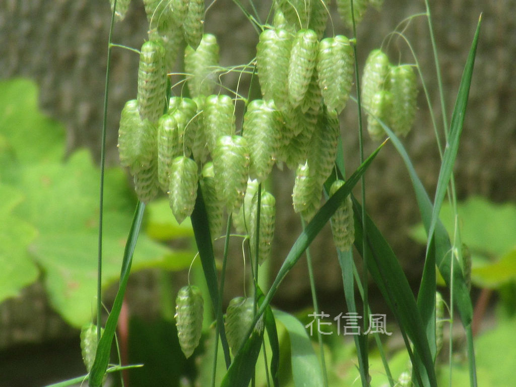 こばんそう 小判草 俵麦 花信風 季節からのたより