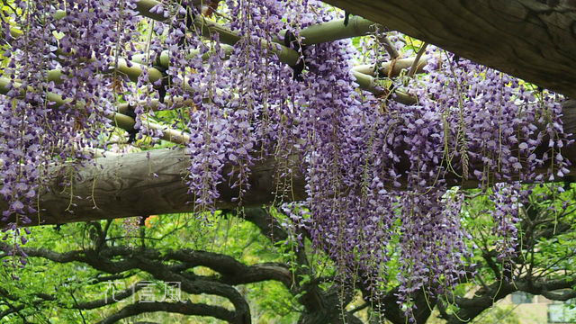 ふじ 藤 花信風 季節からのたより