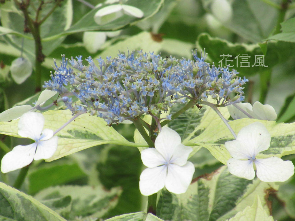 ふいりがくあじさい 斑入り額紫陽花 花信風 季節からのたより ふいりがくあじさい 斑入り額紫陽花 花信風 季節からのたより