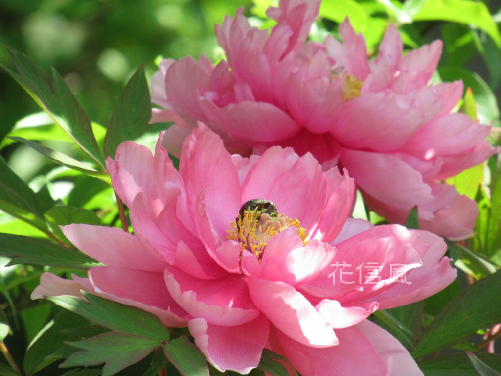 ぼたん 牡丹 花信風 季節からのたより ぼたん 牡丹 花信風 季節からのたより