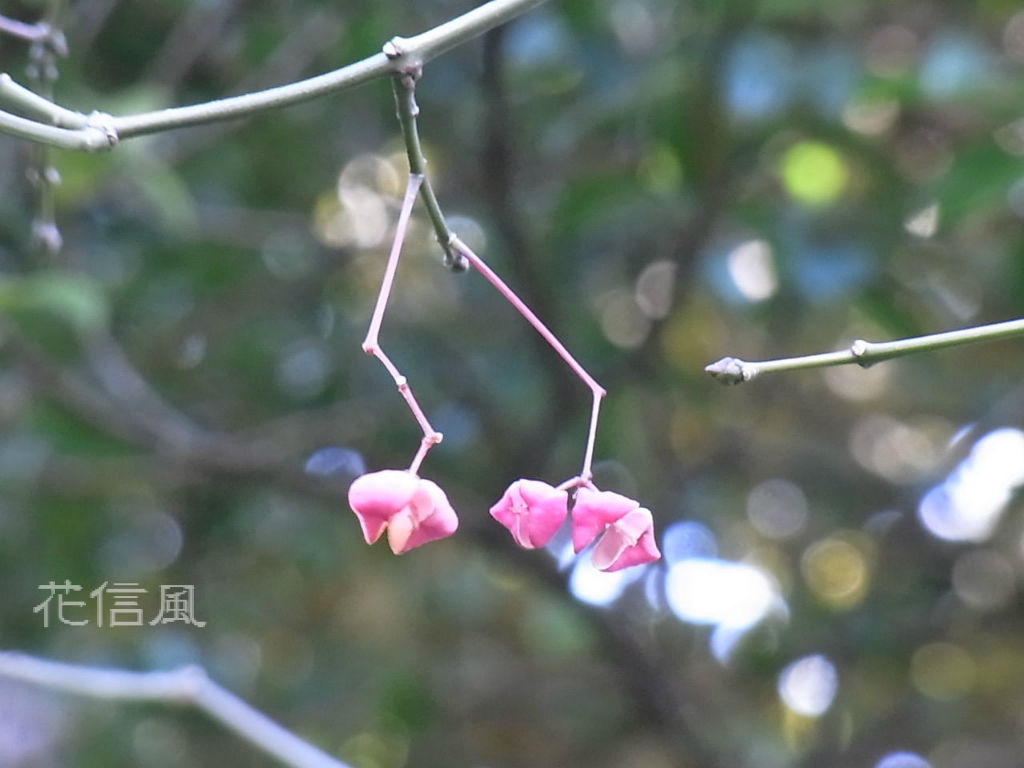 真弓 檀 花信風 季節からのたより
