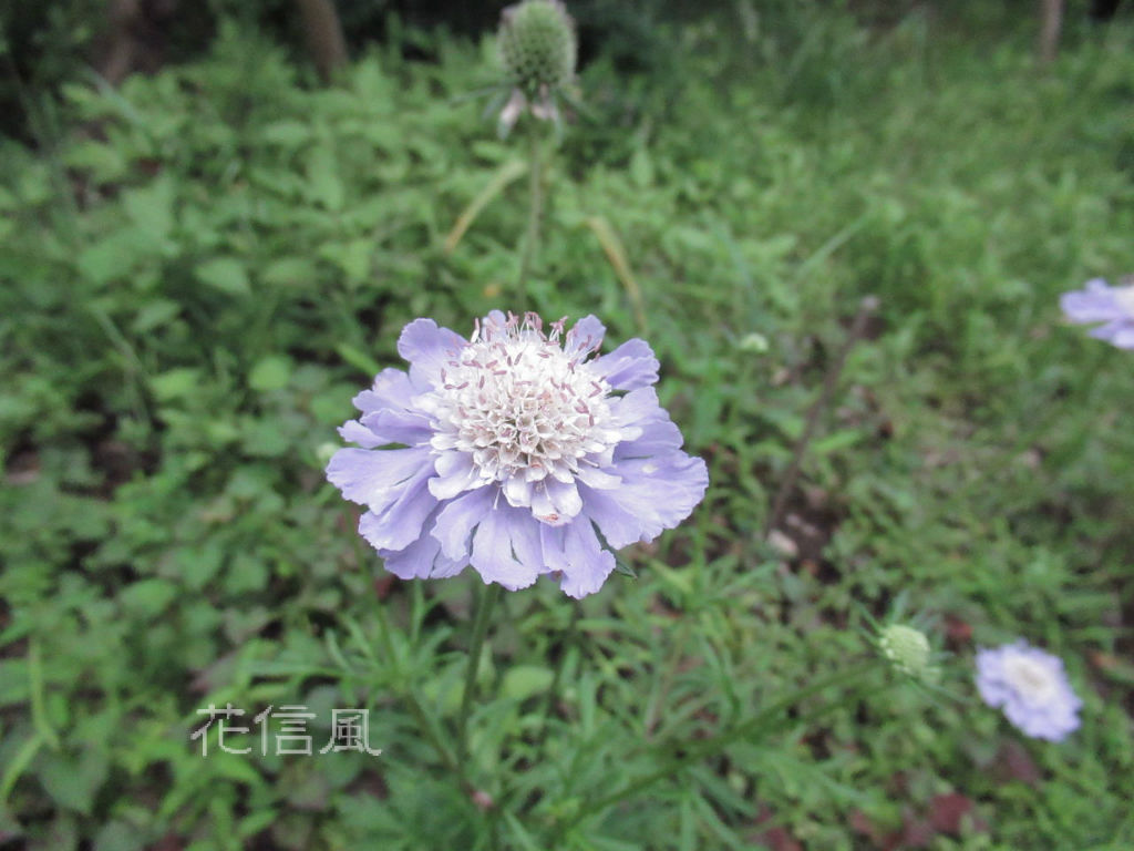 まつむしそう 松虫草 花信風 季節からのたより