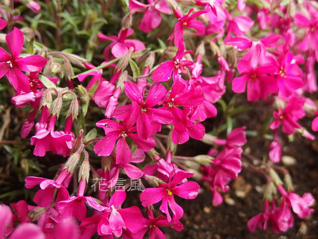 芝桜 花信風 季節からのたより