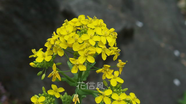 春の七草 花信風 季節からのたより