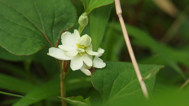 やえどくだみ 八重毒痛み 花信風 季節からのたより やえどくだみ 八重毒痛み 花信風 季節からのたより