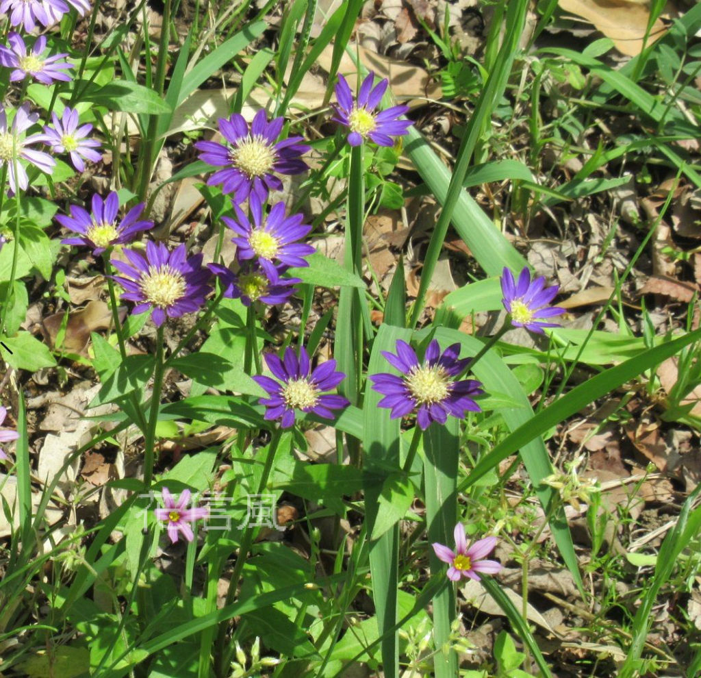 都忘れは白かった 花信風 季節からのたより