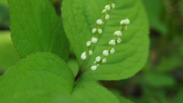 ふたりしずか 二人静 花信風 季節からのたより