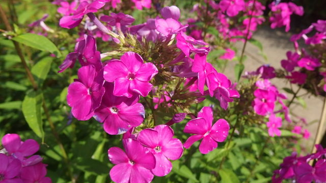 おいらんそう 花魁草 花信風 季節からのたより おいらんそう 花魁草 花信風 季節からのたより