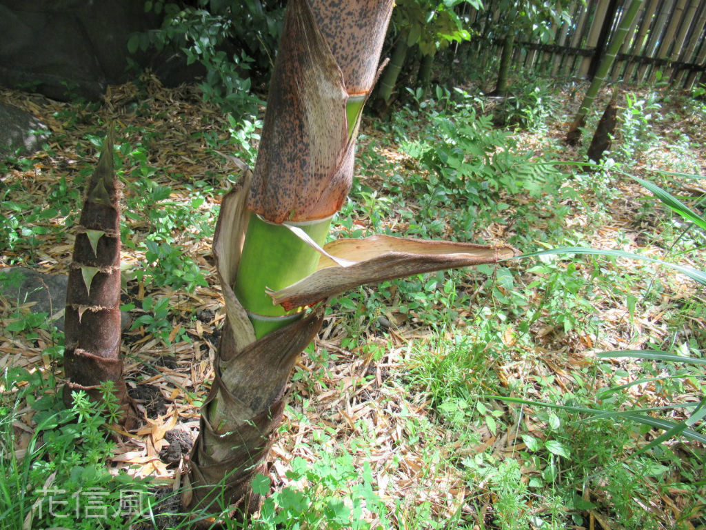 たけおちば 竹落葉 花信風 季節からのたより