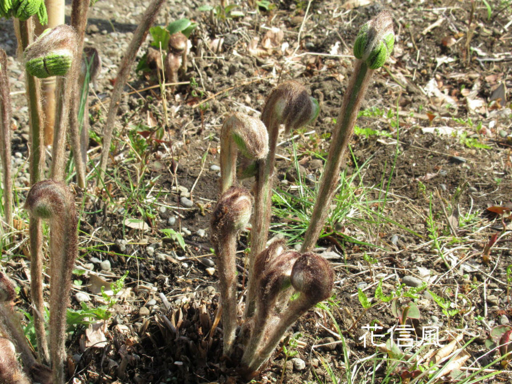 薇 ぜんまい 花信風 季節からのたより