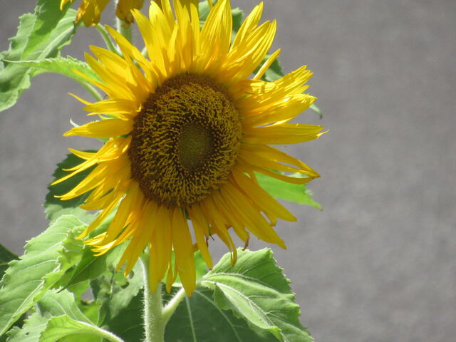 ひまわり 向日葵 日輪草 サンフラワー 花信風 季節からのたより