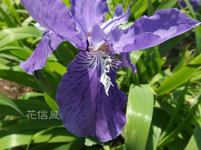 いちはつ 一八 一初 逸初 鳶尾草 紫羅傘 花信風 季節からのたより