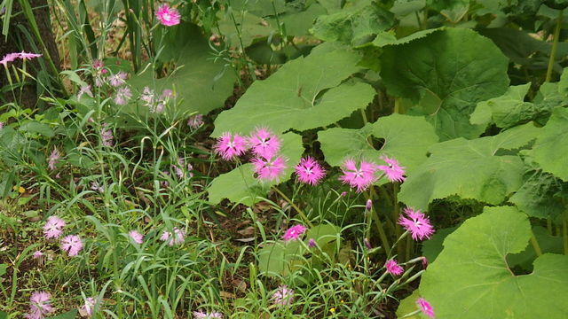 河原撫子 かわらなでしこ 花信風 季節からのたより
