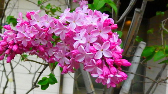 ライラック リラ 紫丁香花 むらさきはしどい 花信風 季節からのたより