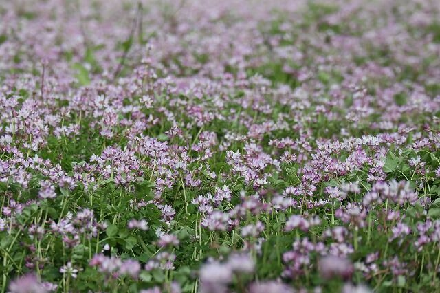 れんげ草畑へ 風のワルツのblog れんげ草畑へ 風のワルツのblog