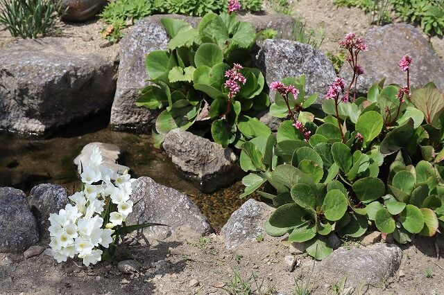 れんげ草畑へ 風のワルツのblog れんげ草畑へ 風のワルツのblog