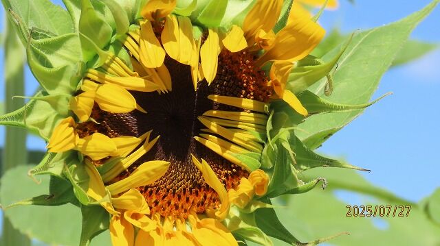 【Y】2点　ひまわり様 しげき on X