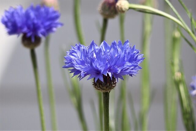 れんげ草畑へ 風のワルツのblog れんげ草畑へ 風のワルツのblog