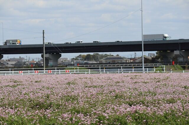 れんげ草畑へ 風のワルツのblog れんげ草畑へ 風のワルツのblog